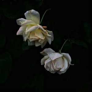 cutie kim在线观看
